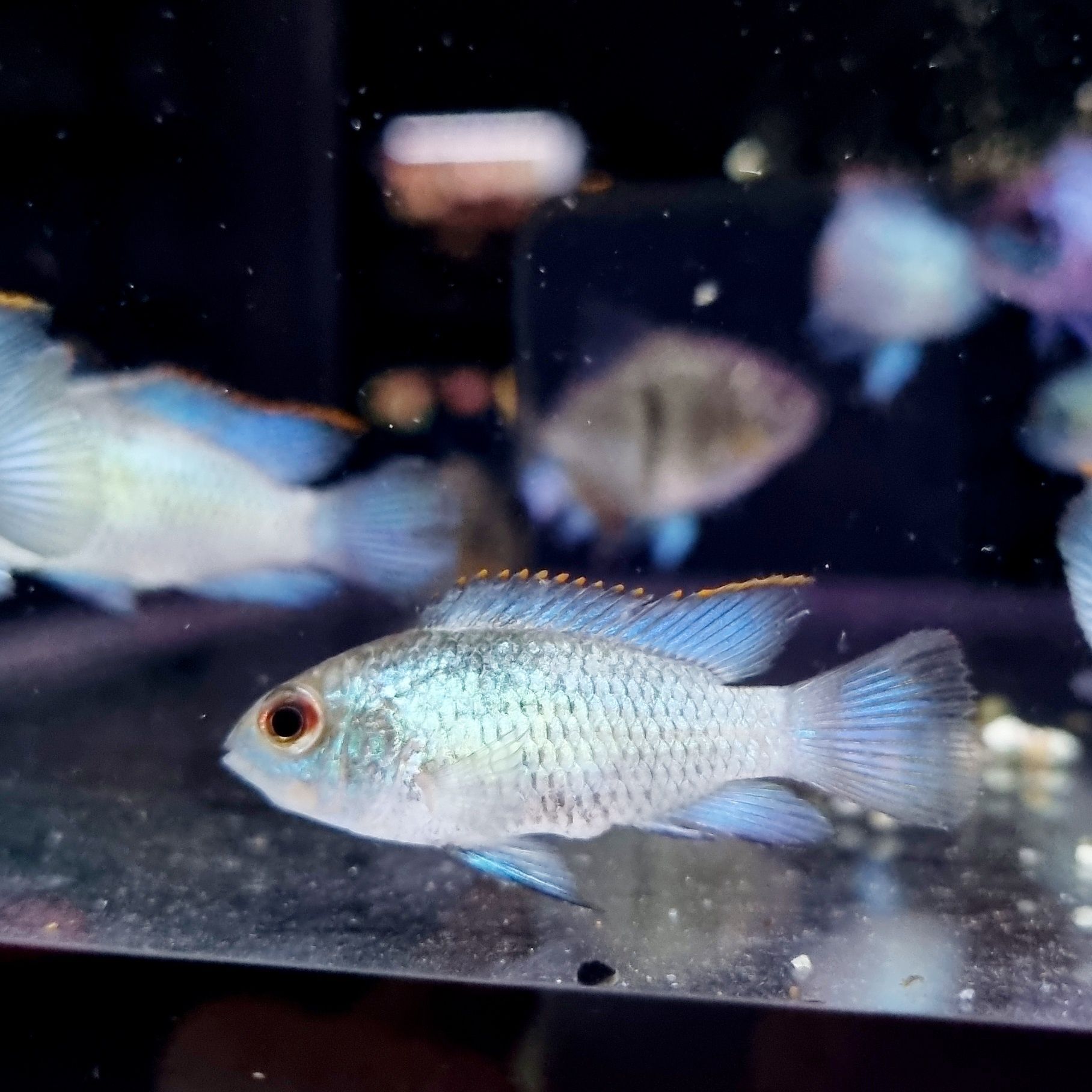Akara electric blue