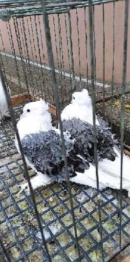 Loczki niebieskie koroniate  para