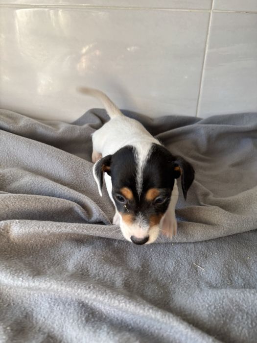 Jack Russell terrier  macho