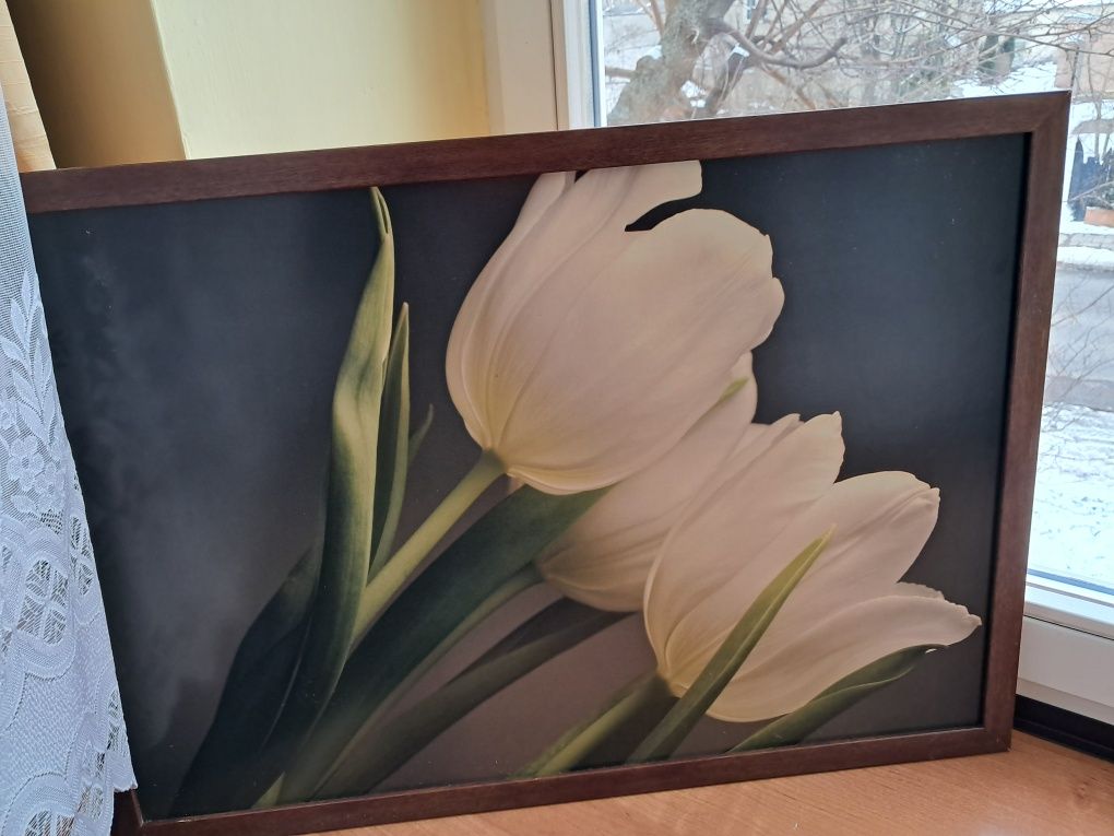Obraz  Białe tulipany