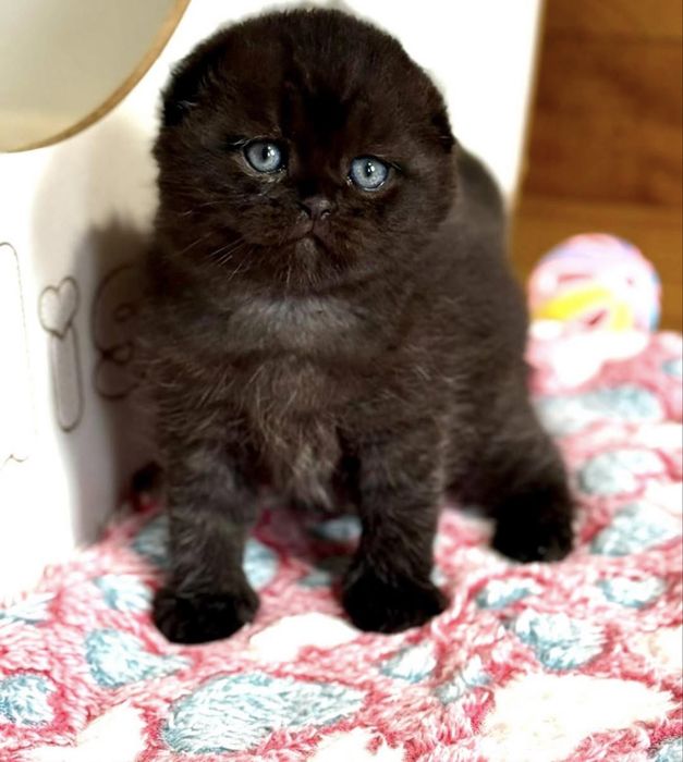 Продаються котенята, 2 місяці