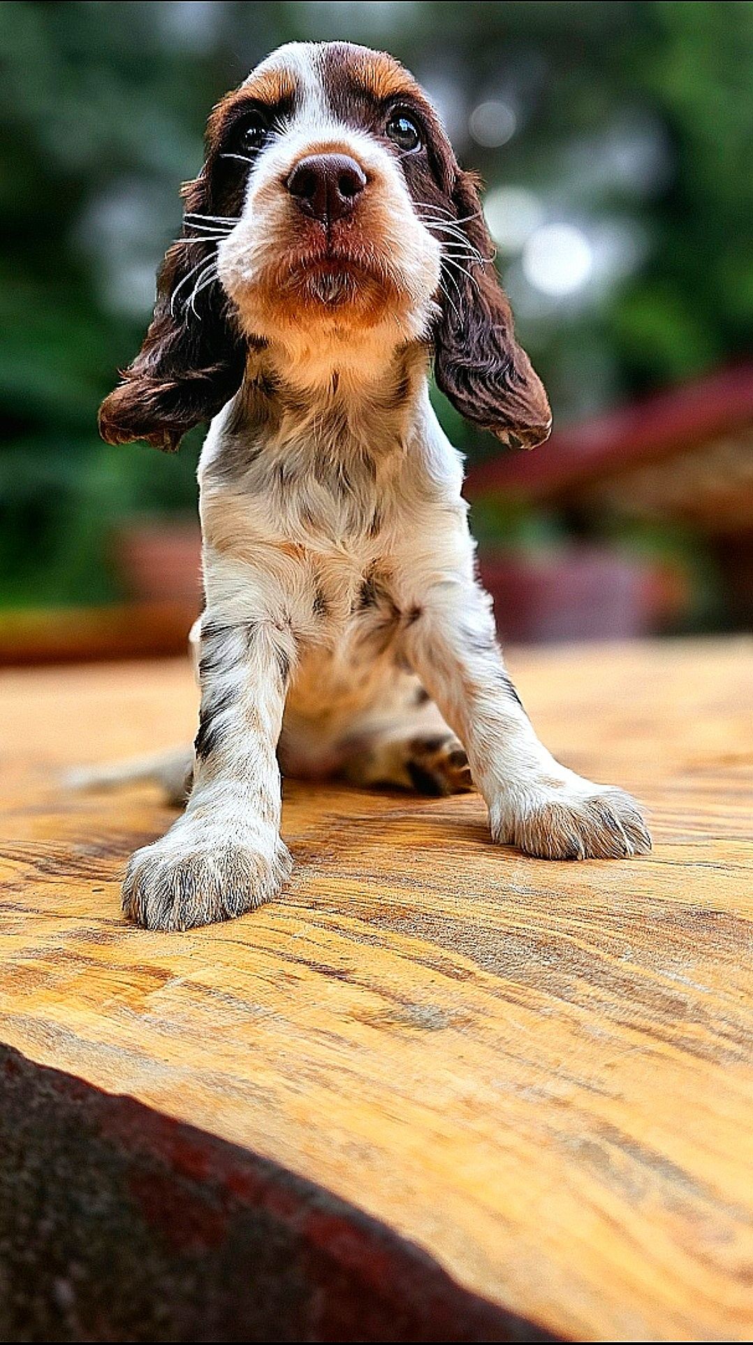 Cocker Spaniel Angielski - Urocza suczka Orange Roan
