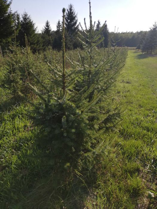 Świerk serbski omorika szkółkowany