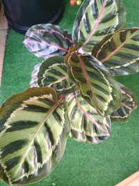 Kwiat calathea z doniczka