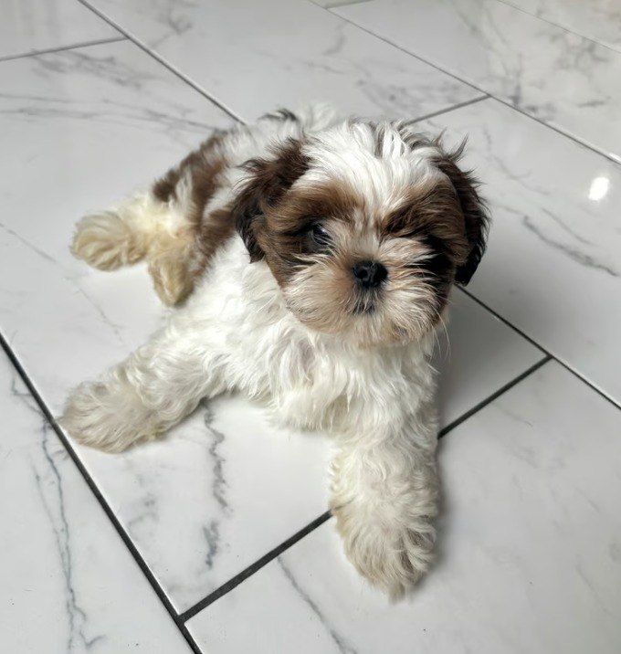 Urocze Shih Tzu gotowe do odbioru