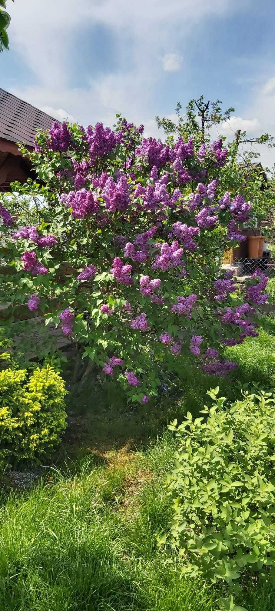 Działka rekreacyjna ROD "TULIPAN"