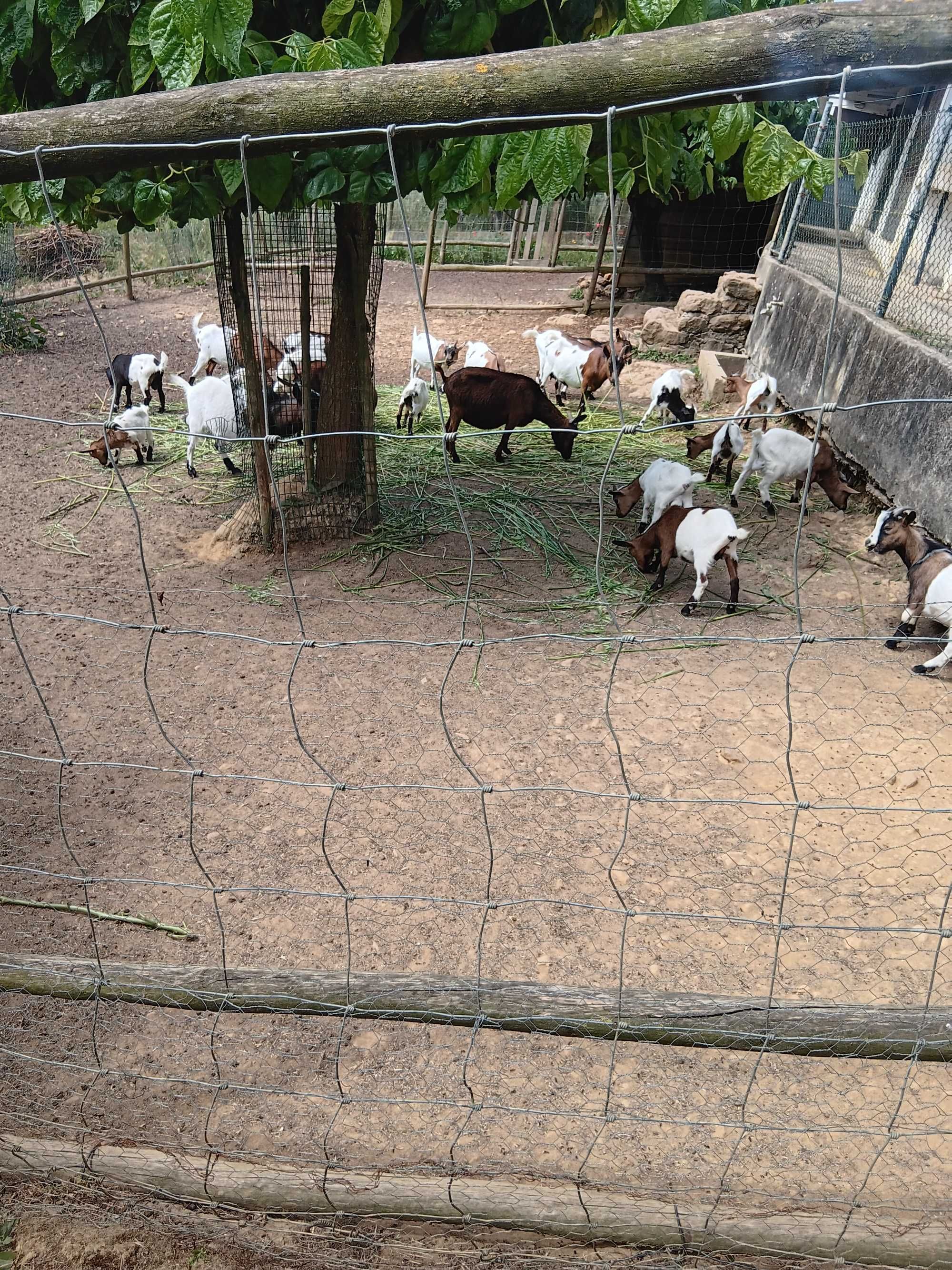 Vendem-se cabras anãs (6 meses)