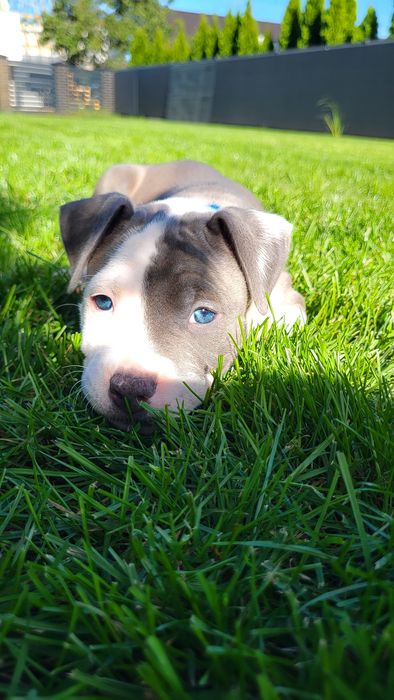 American Staffordshire Terrier samiec blue FCI