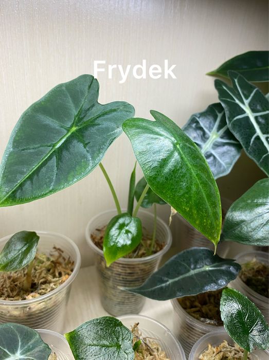 Продам  чи обміняю діток Алоказії