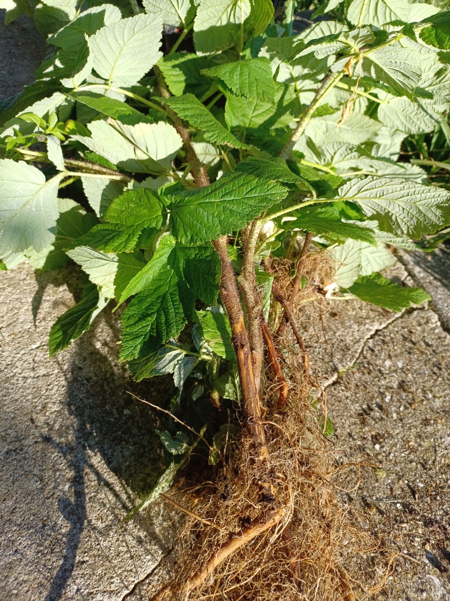Framboesas em planta