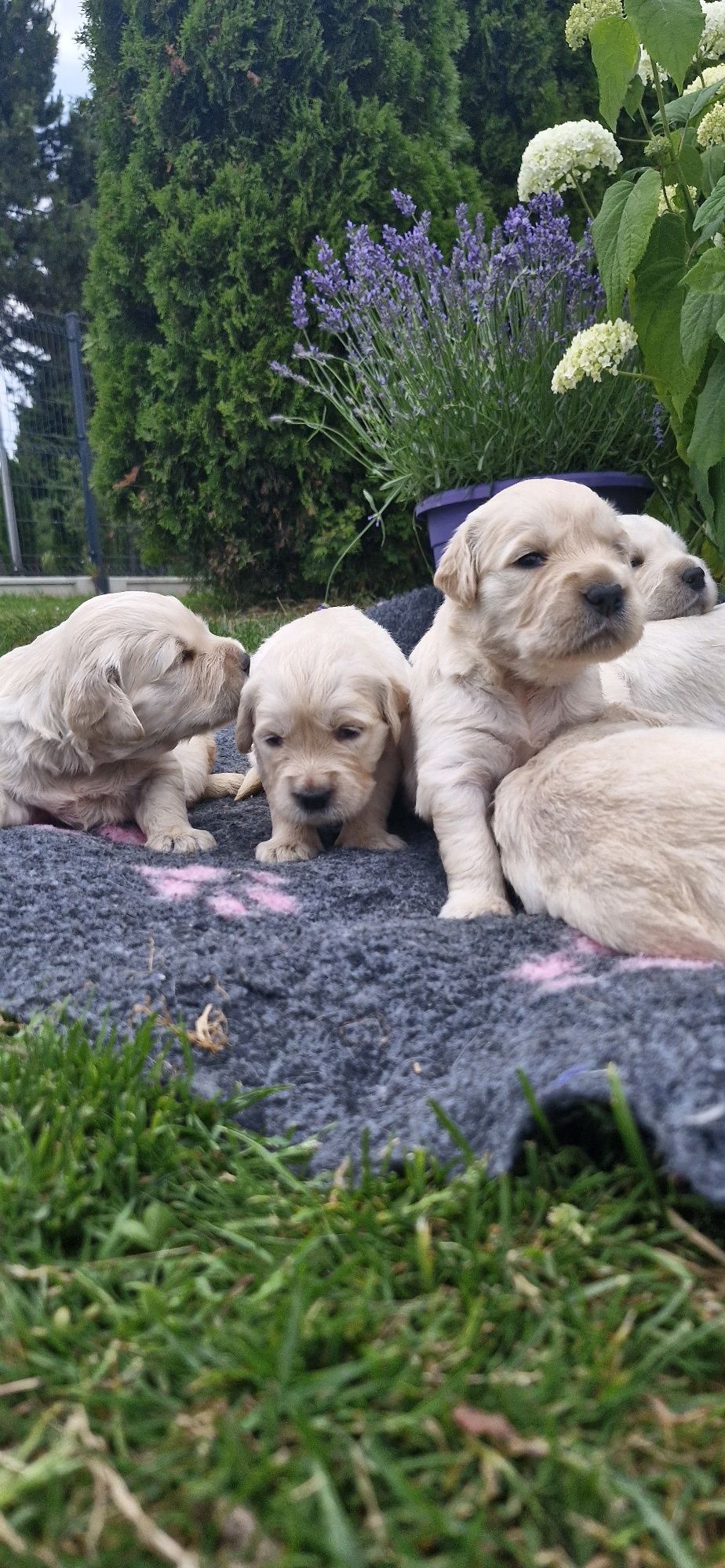 Golden Retriever FCI suczka zkwp