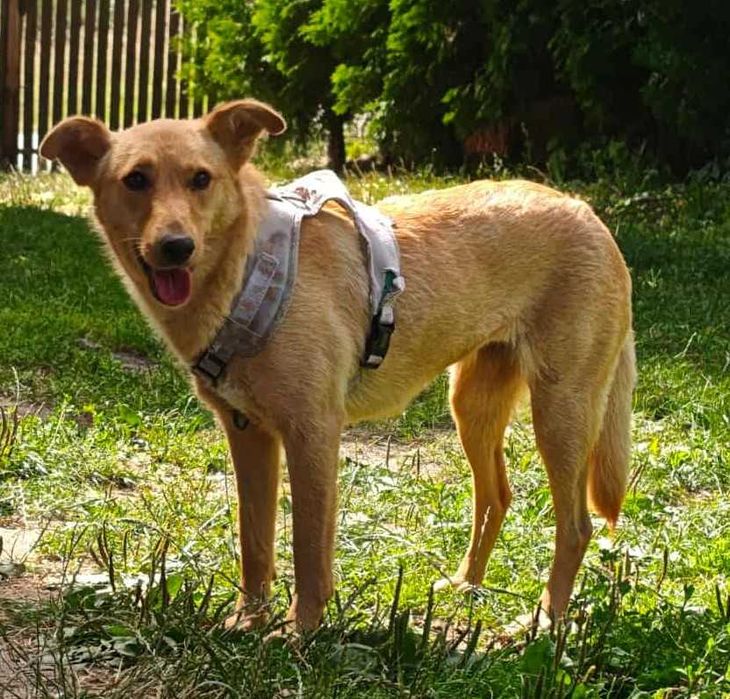 Sunieczka Maja szuka domu