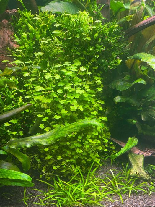 Hydrocotyle japonica