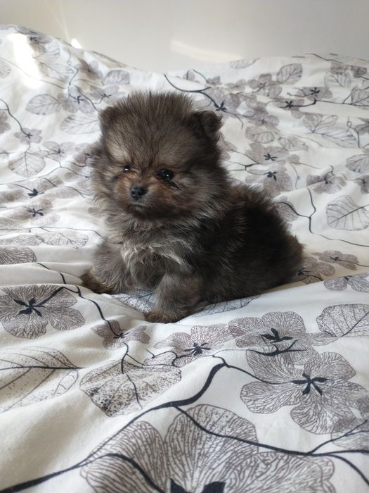 Szpic miniaturowy pomeranian chłopak