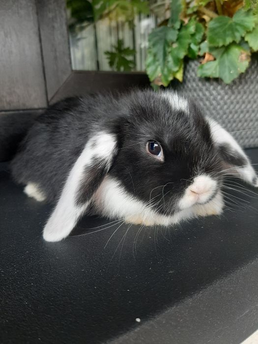 Króliki baranek miniaturka karzełek mini lop