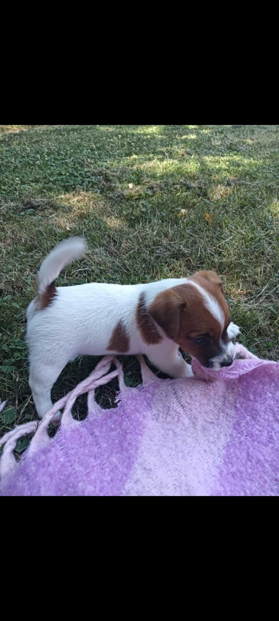 Jack russell terrier Piesek stary sącz
