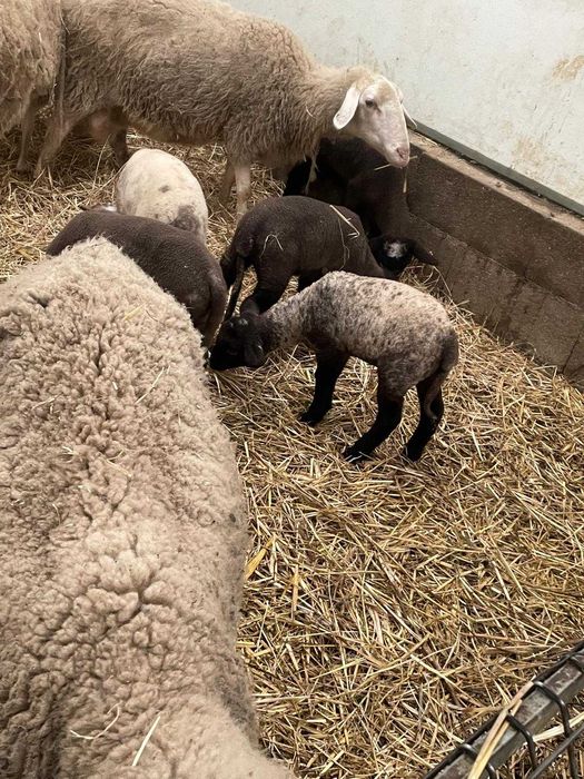 Borregos cruzados com Suffolk e Borregos Ilê de France (machos)