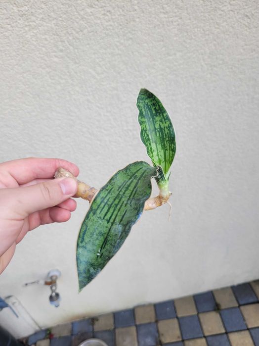 Sansevieria Cleopatra