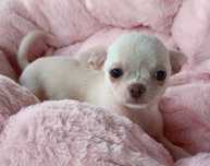 Chihuahua malutka suczka