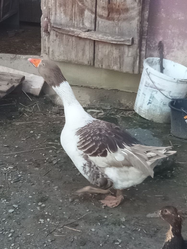 Gąsior gęsi gąski