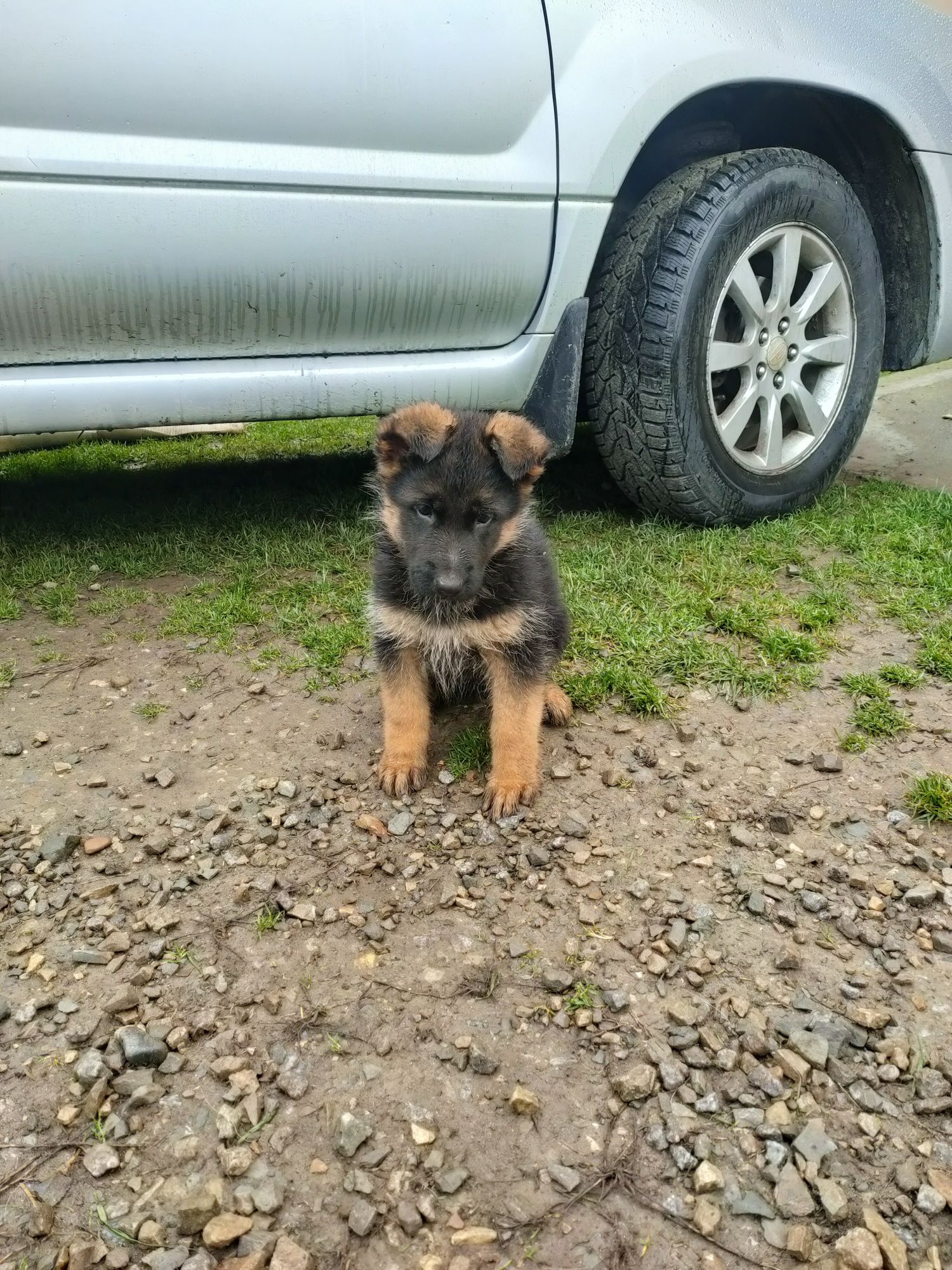 Продаю цуценят 2 місяці