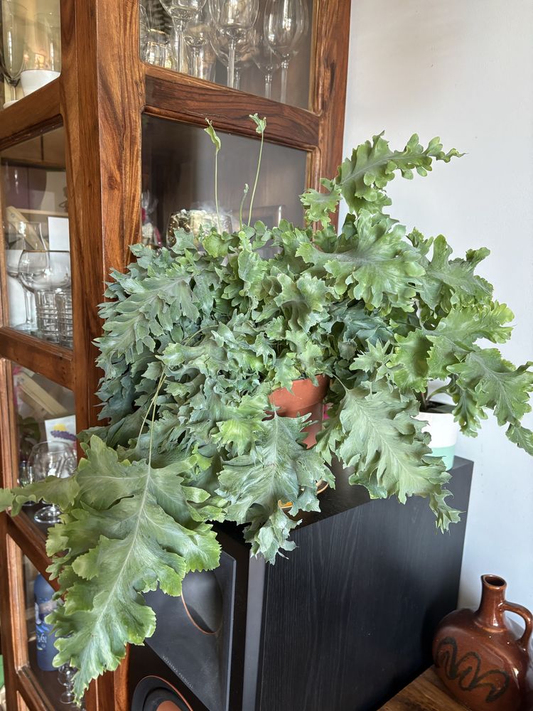 Paproć Davana_Phlebodium_duża