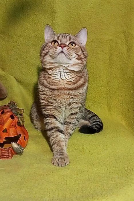 Котенок : Галантный шотландец Арамис .