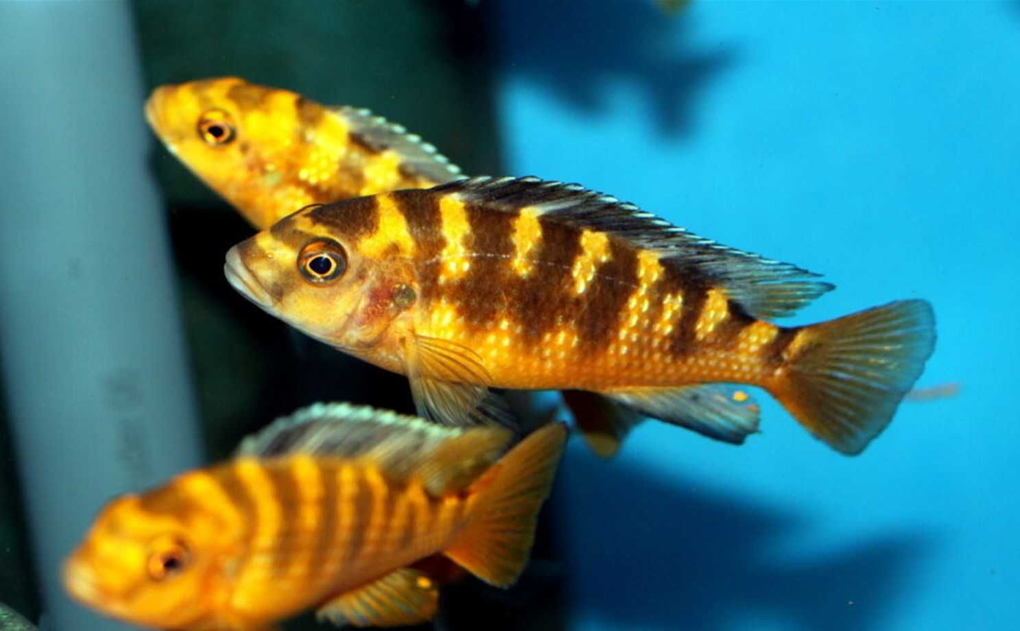 Pyszczak szerszeń - Pseudotropheus crabro - dowóz, wysyłka