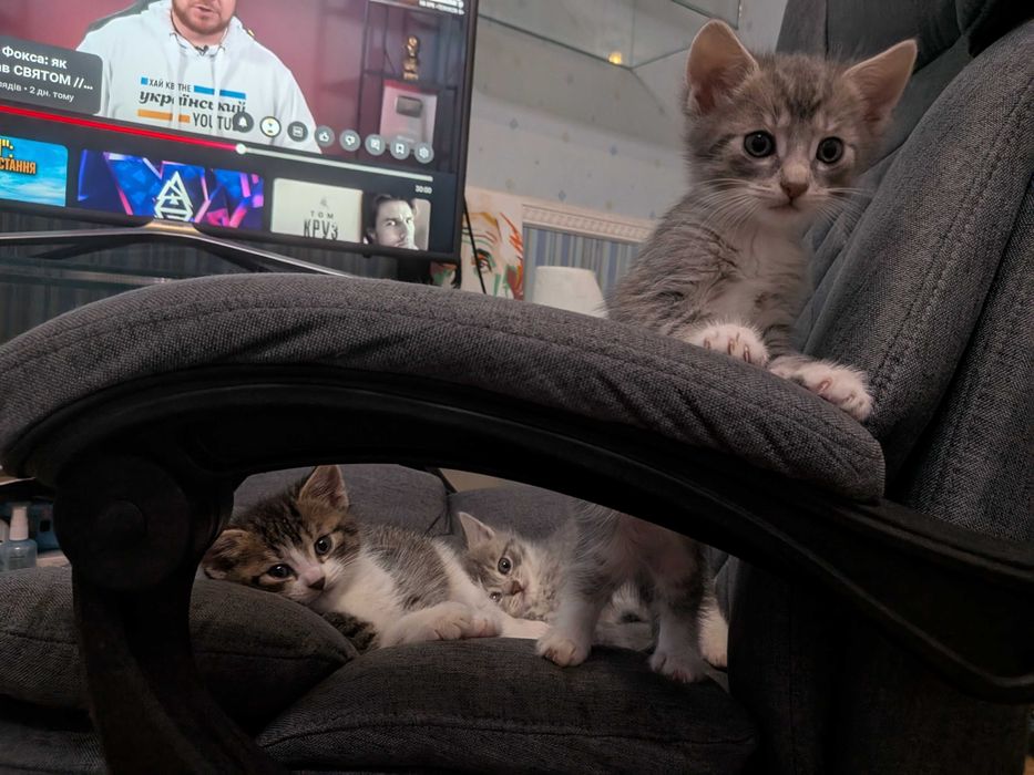 Пухнастики шукають дім