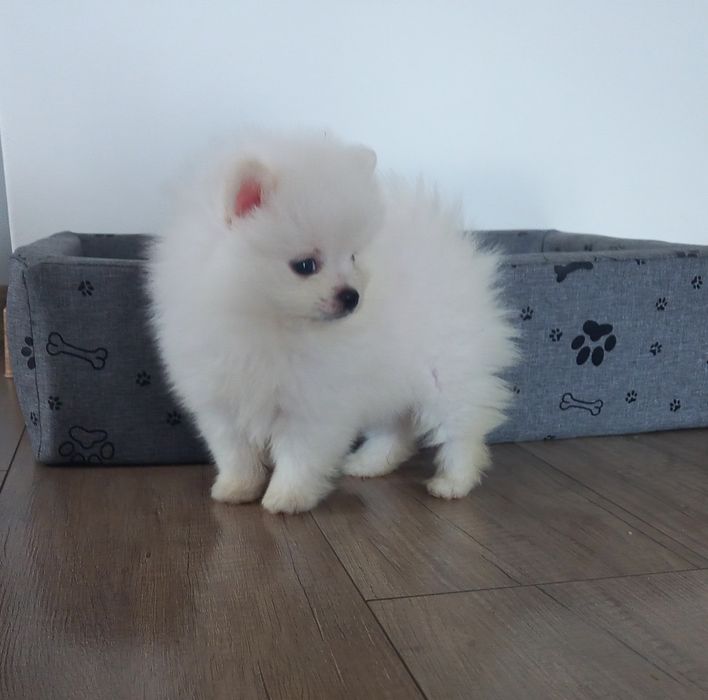 Szpic miniaturowy pomeranian