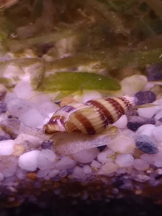 Ślimaki akwariowe -Helenki