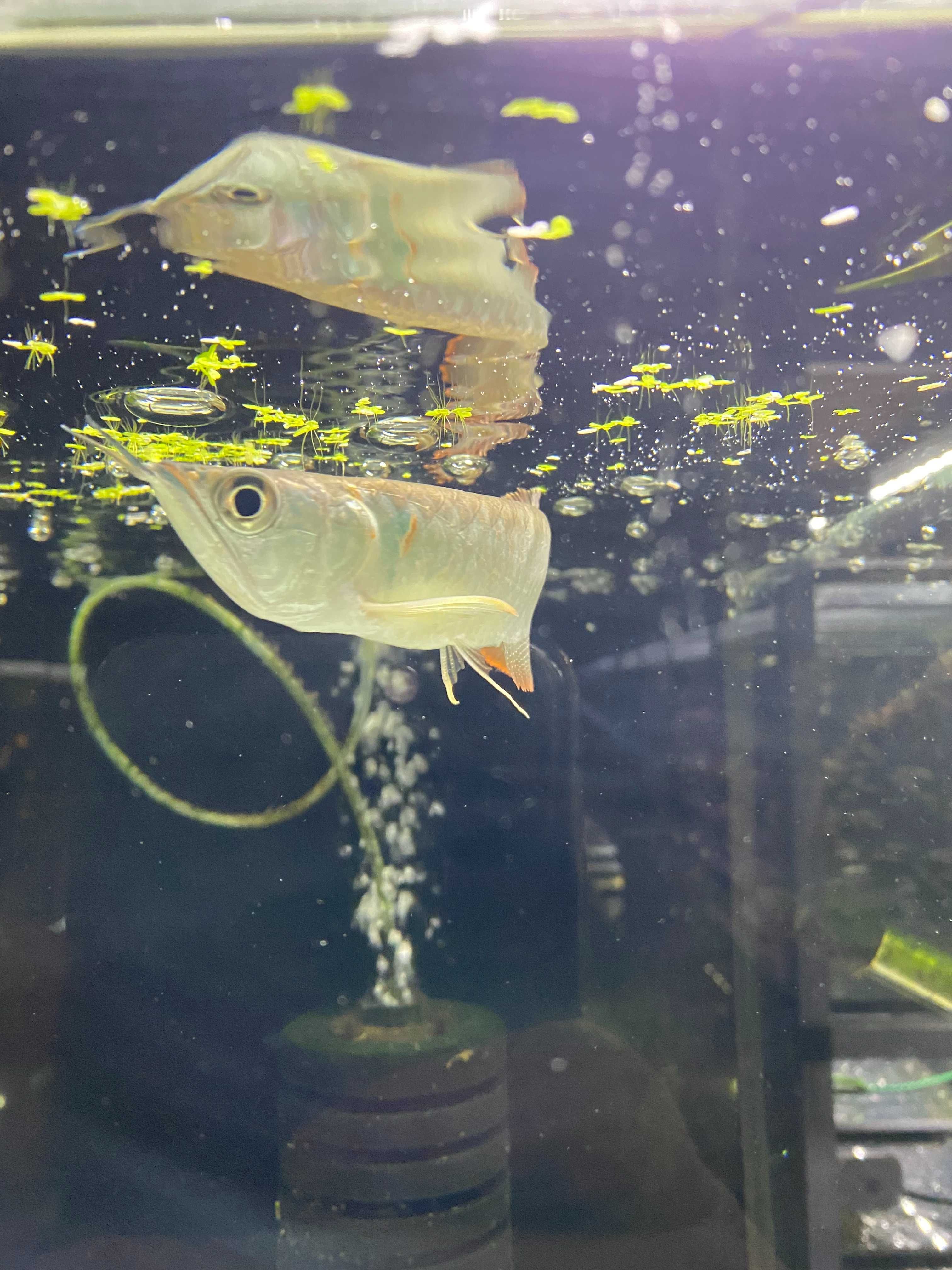 Arowana Srebrna - TINA ZOO ZABRZE