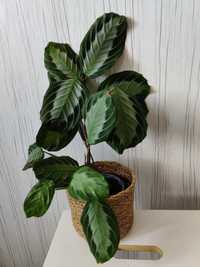 Maranta silver band