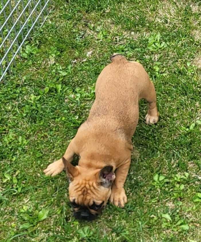 Buldog francuski