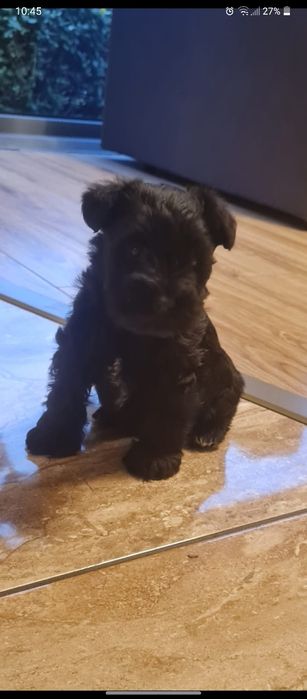 Sznaucer miniaturowy czarny