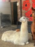 lama rozplodnik sprzedam pilnie