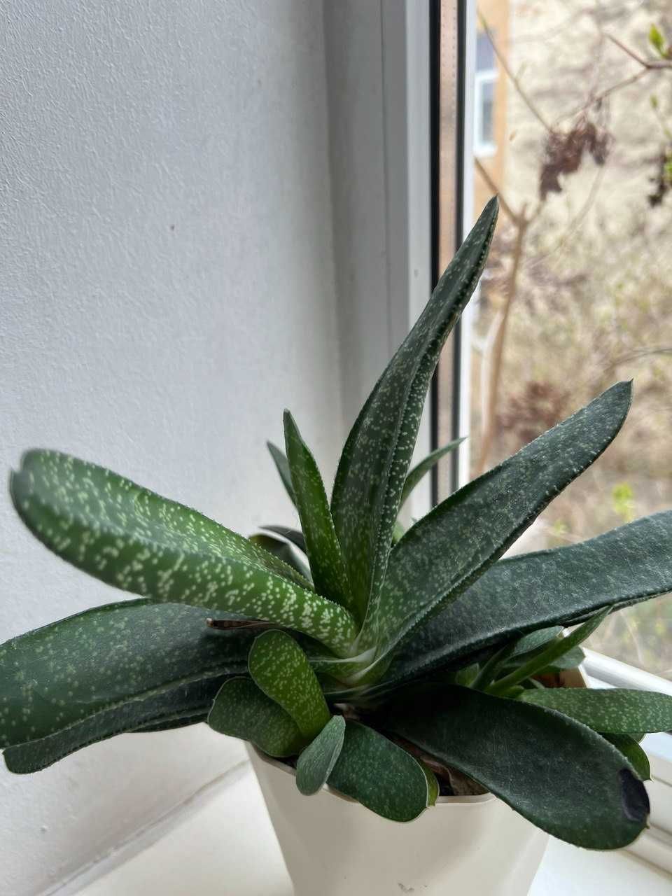 Сукулент - Гастерія дерниста (Gasteria caespitosa)