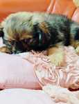 Szpic miniaturowy pomeranian + cavalier