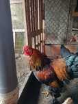 Galo brahma galo