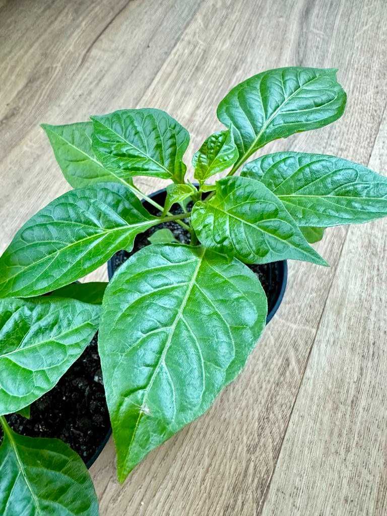 Sadzonki papryki HABANERO