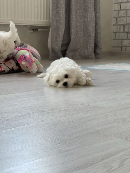 Дітки мальтійської болонки з документами