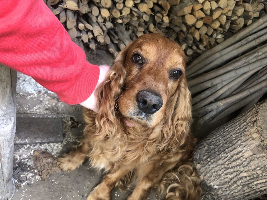 Англійський кокер спаніель