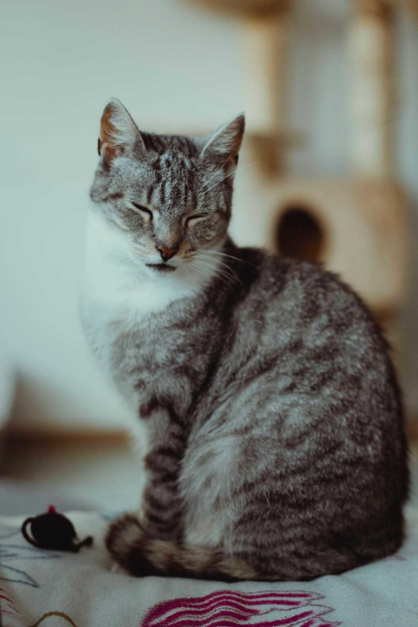 Biedronka kotka do adopcji srebrne futro 5 łat ze schroniska towarzyst