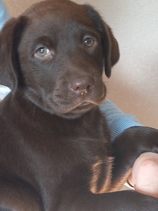 Хлопчик шоколад лабрадорчик доставка по Украіні, Німеччину