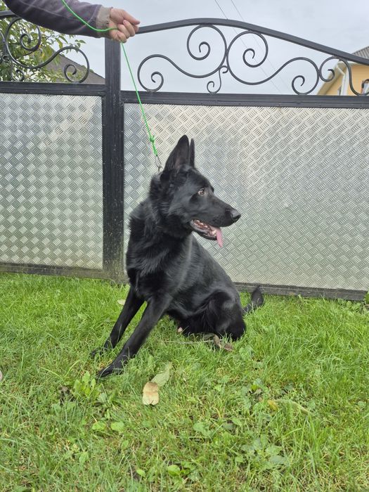 Продам німецьку вівчарку