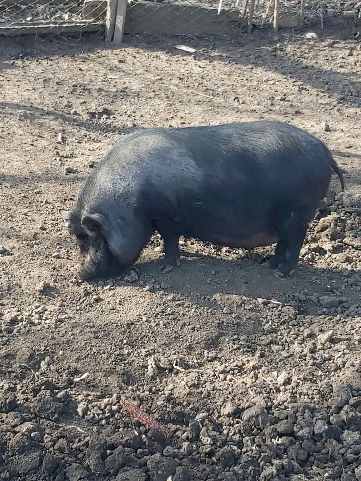 Продам свиню в'єтнамська