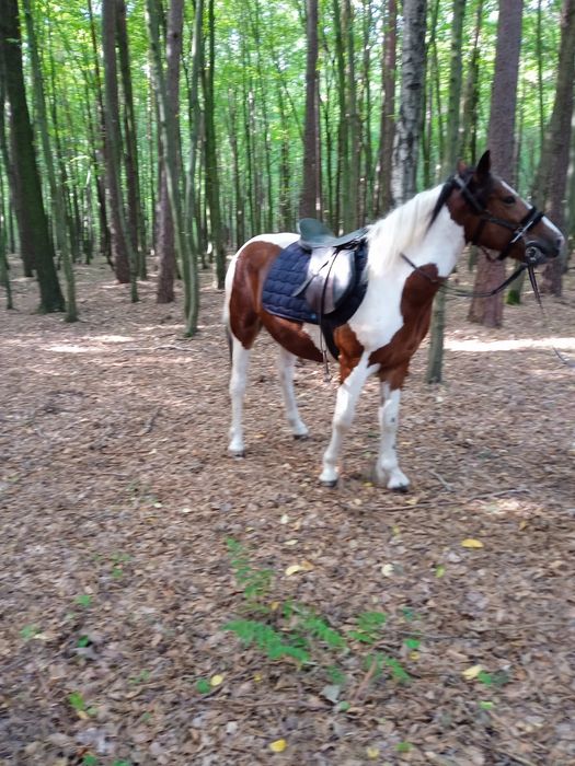 Sprzedam gierka 2.5 roku