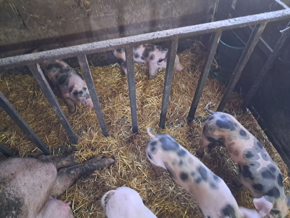 Продам поросят (домашние)