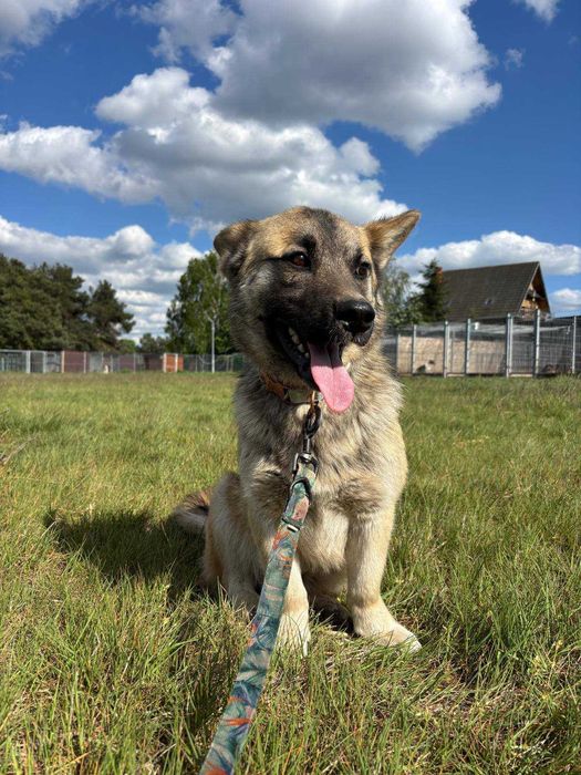 1,5 roczny psiak Corgi, nieśmiały, odnajduje się w towarzystwie psów