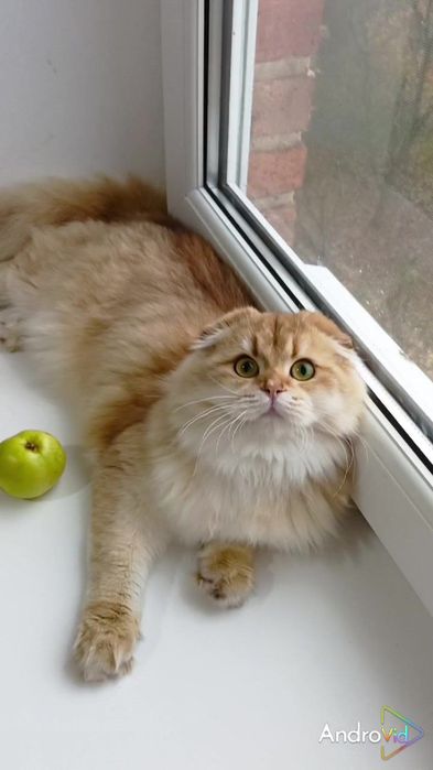 Дуже лагідна дівчинка золота шиншила шотландська висловуха